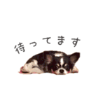 愛犬たちの日常（個別スタンプ：24）