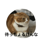諭吉とねこズ（個別スタンプ：1）