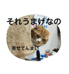 諭吉とねこズ（個別スタンプ：2）