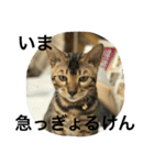 諭吉とねこズ（個別スタンプ：3）
