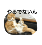 諭吉とねこズ（個別スタンプ：5）