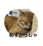諭吉とねこズ（個別スタンプ：7）