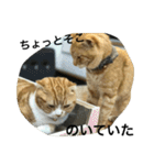 諭吉とねこズ（個別スタンプ：8）