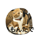 諭吉とねこズ（個別スタンプ：10）