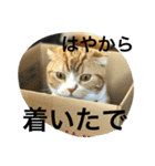 諭吉とねこズ（個別スタンプ：11）