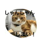 諭吉とねこズ（個別スタンプ：12）