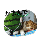 諭吉とねこズ（個別スタンプ：14）