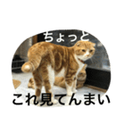 諭吉とねこズ（個別スタンプ：15）