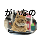 諭吉とねこズ（個別スタンプ：16）
