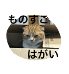 諭吉とねこズ（個別スタンプ：18）