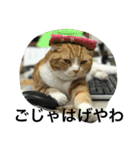 諭吉とねこズ（個別スタンプ：19）