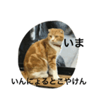 諭吉とねこズ（個別スタンプ：21）