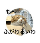 諭吉とねこズ（個別スタンプ：23）