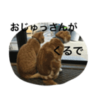 諭吉とねこズ（個別スタンプ：24）