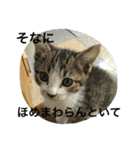 諭吉とねこズ（個別スタンプ：26）