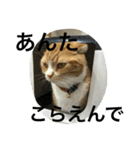 諭吉とねこズ（個別スタンプ：29）