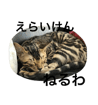 諭吉とねこズ（個別スタンプ：30）
