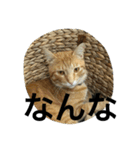 諭吉とねこズ（個別スタンプ：31）