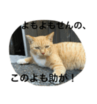 諭吉とねこズ（個別スタンプ：32）
