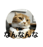 諭吉とねこズ（個別スタンプ：33）