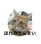諭吉とねこズ（個別スタンプ：34）
