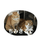 諭吉とねこズ（個別スタンプ：36）