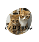 諭吉とねこズ（個別スタンプ：37）