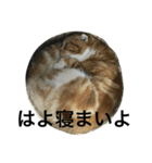 諭吉とねこズ（個別スタンプ：38）