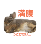 うさぎのメルさん（個別スタンプ：3）