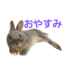 うさぎのメルさん（個別スタンプ：5）