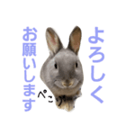 うさぎのメルさん（個別スタンプ：6）