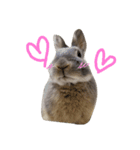 うさぎのメルさん（個別スタンプ：10）