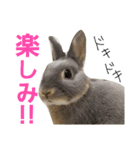 うさぎのメルさん（個別スタンプ：12）
