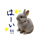うさぎのメルさん（個別スタンプ：16）