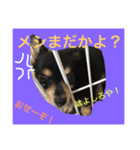 かわいいこまちゃん（個別スタンプ：1）