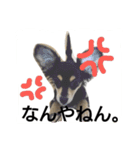 かわいいこまちゃん（個別スタンプ：5）