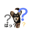 かわいいこまちゃん（個別スタンプ：6）