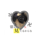 かわいいこまちゃん（個別スタンプ：8）