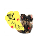 かわいいこまちゃん（個別スタンプ：9）