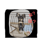 かわいいこまちゃん（個別スタンプ：16）