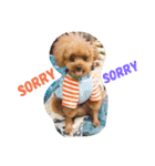 Toy poodle_Puramu（個別スタンプ：2）