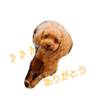 Toy poodle_Puramu（個別スタンプ：3）