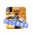 Toy poodle_Puramu（個別スタンプ：4）