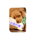 Toy poodle_Puramu（個別スタンプ：5）