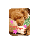 Toy poodle_Puramu（個別スタンプ：6）