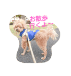 Toy poodle_Puramu（個別スタンプ：7）