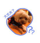 Toy poodle_Puramu（個別スタンプ：8）