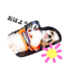 Mami's dog's feelings（個別スタンプ：1）