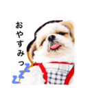 Mami's dog's feelings（個別スタンプ：2）