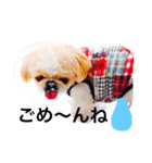 Mami's dog's feelings（個別スタンプ：6）